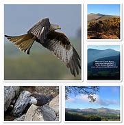 Image result for Wildlife Brecon Beacons