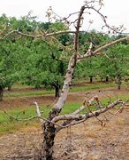 Image result for Death Apple Tree