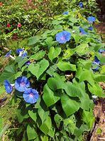 Image result for 33 Days to Morning Glory PDF