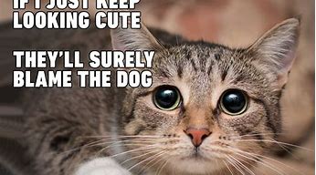 Image result for Memes for Cats