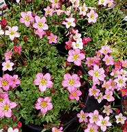 Image result for Saxifraga x farreri