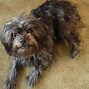 Image result for Small Dog Breeds and Fluffy
