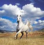 Image result for Horse Pictures for Background