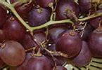 Image result for Purple Grapes