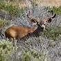 Image result for Nevada Mojave Desert Animals