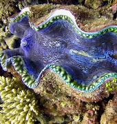 Image result for Giant Clam On Hand