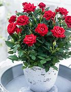Image result for Parade Miniature Roses