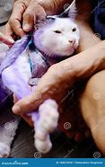 Image result for Purple Tablet Cat
