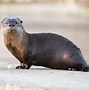 Image result for North American Otter Baby