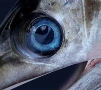 Image result for Not Fresh Eyes Fish