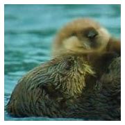 Image result for Otter with Baby