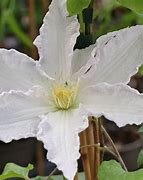 Image result for Clematis Henryi