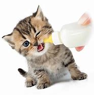 Image result for Cute Little Baby Kittens