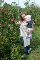 Image result for Family Apple Worreds