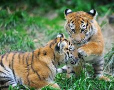 Image result for Twin Tiger Cubs