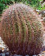 Image result for Barrel Cactus Species