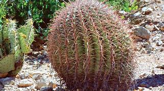 Image result for Barrel Cactus Types