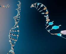 Image result for Model of DNA and RNA