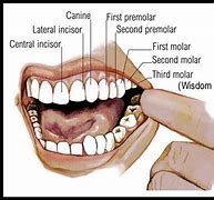 Image result for Anatomy of Teeth in Mouth