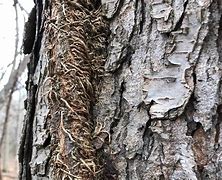 Image result for Poison Ivy Vines On Trees