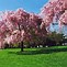 Dwarf Flowering Cherry Tree 的图像结果