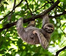Image result for Sloth Climbing