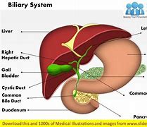 Image result for Pancreas and Biliary System