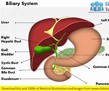 Image result for Gallbladder and Biliary System
