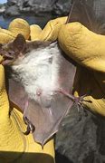 Image result for Fish-Eating Bat