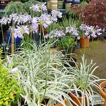 Image result for Agapanthus Silver Moon