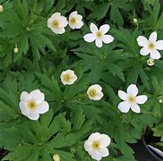Image result for Anemone canadensis