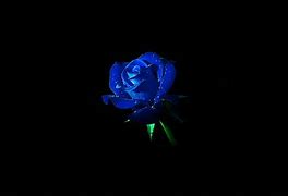 Image result for Beautiful Flowers Dark Background