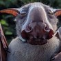 Image result for Hammerhead Fruit Bat