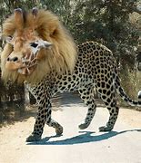 Image result for Cheetah Cross Lion