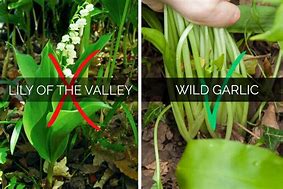 Image result for Wild Garlic Identification
