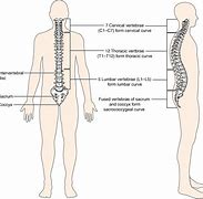 Image result for Spine as Known C1 to C7