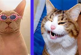 Image result for Cat with Headphones Meme