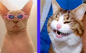 Image result for I Can Cat Meme