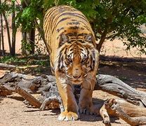 Image result for Maul Tiger