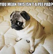 Image result for Pug Memes Dirty