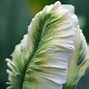 Image result for White Parrot Tulips