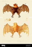 Image result for Bat Anatomy Wallpaper