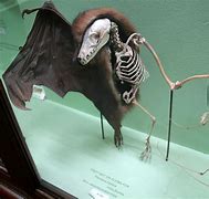 Image result for Bat Skeleton Anatomy