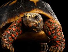 Image result for RedFoot Tortoise