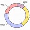 Image result for Meiosis a Level Biology