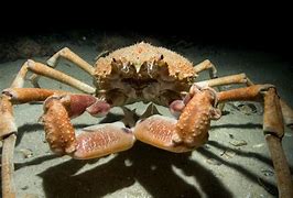 Image result for Biggest Spider Crab in the World
