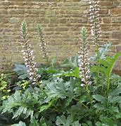 Image result for Acanthus spinosus