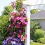 Image result for Clematis Garden