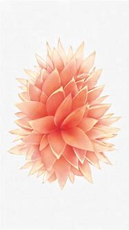 Image result for iPhone SE Rose Gold Wallpaper