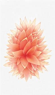 Image result for Rose Gold iPhone 5 Wallpaper